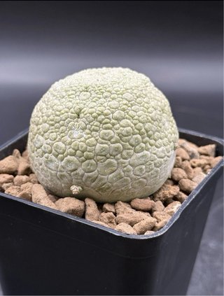 Pseudolithos Migiurtinus vaso 7,5 cm