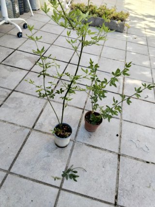 2 Plantas de Jazmín