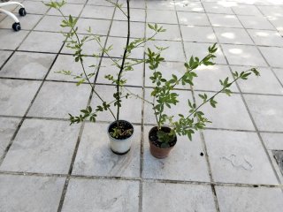 2 Plantas de Jazmín