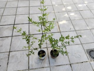 2 Plantas de Jazmín