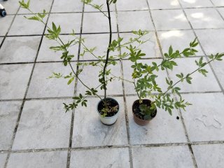 2 Plantas de Jazmín