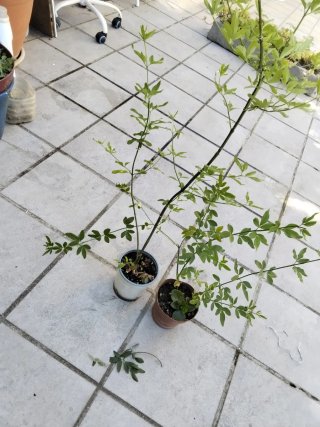 2 Plantas de Jazmín