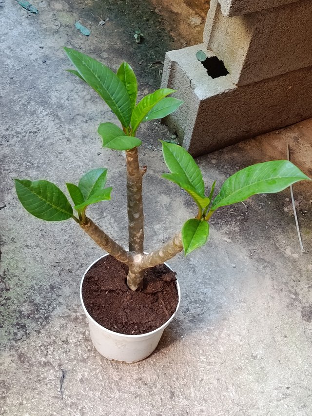 Plumeria planta de flor SURTIDA Ø17