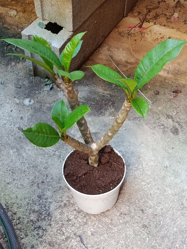 Plumeria planta de flor SURTIDA Ø17