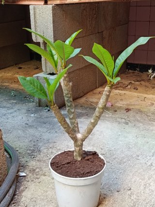 Plumeria planta de flor SURTIDA Ø17