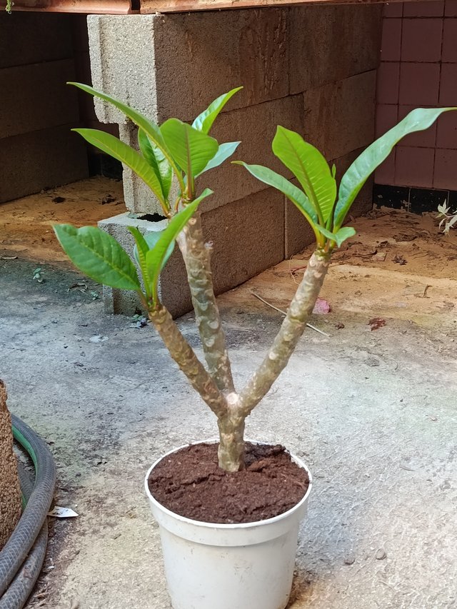 Plumeria planta de flor SURTIDA Ø17