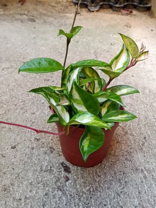 Hoya TRICOLOR Ø12 planta flor cera