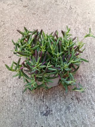 Mesem de colores Ø11 planta suculenta sol colgante