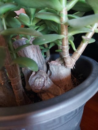 Árbol de Jade Crassula ovata