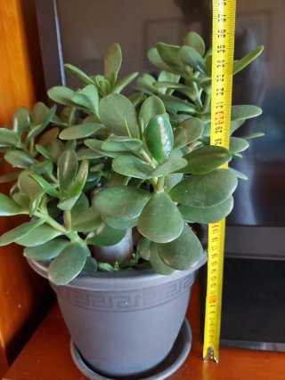 Árbol de Jade Crassula ovata