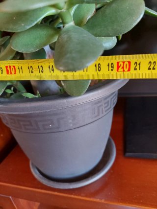 Árbol de Jade Crassula ovata