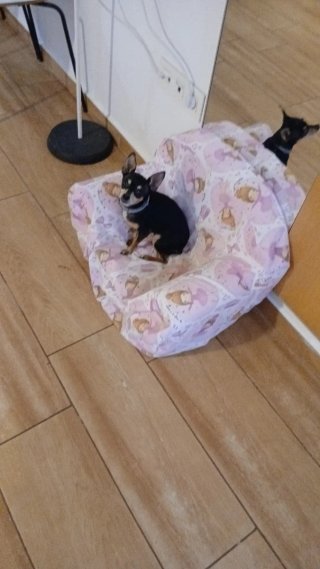 Sillón infantil con estampado de ballet