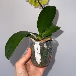 Orquídea Phalaenopsis Abel