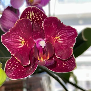 Orquídea Phalaenopsis Cherry Bomb Peloric