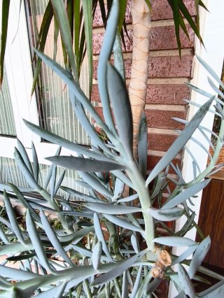 Planta Suculenta Blue Fingers