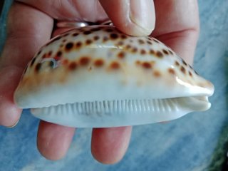 Caracola Cypraea Pantherina