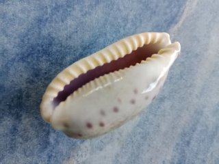 Caracola