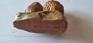 Figura di gufi portafortuna