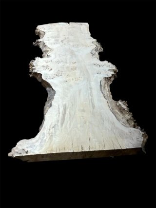 Tablones de Álamo raíz