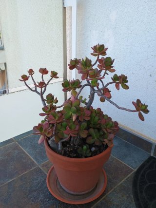 Lote de plantas