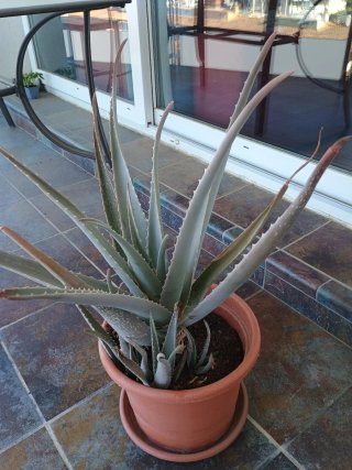 Lote de plantas