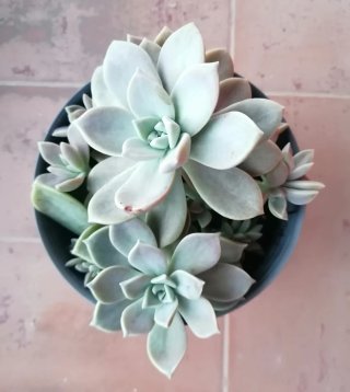 Planta suculenta Echeveria