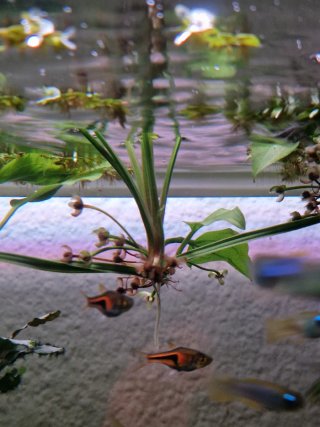 Planta acuario ECHINODORUS PALIFOLIUS