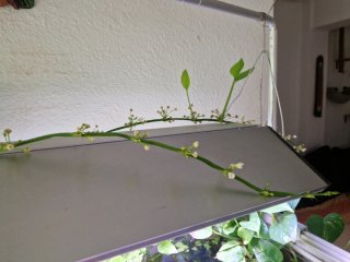 Planta acuario ECHINODORUS PALIFOLIUS