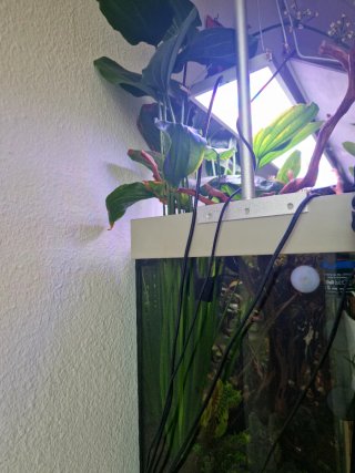 Planta acuario ECHINODORUS PALIFOLIUS