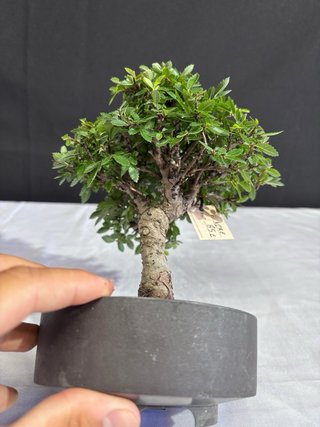 Bonsái Zelkova Nire