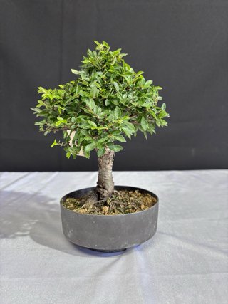 Bonsái Zelkova Nire