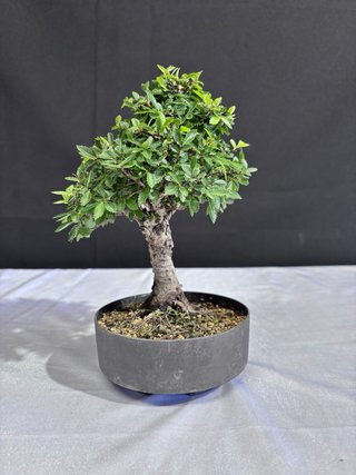 Bonsái Zelkova Nire