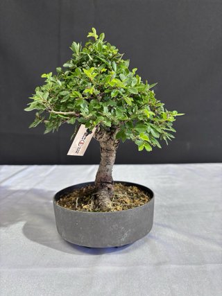 Bonsái Zelkova Nire