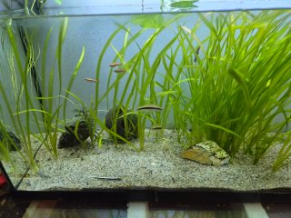 plantas y seres vibos