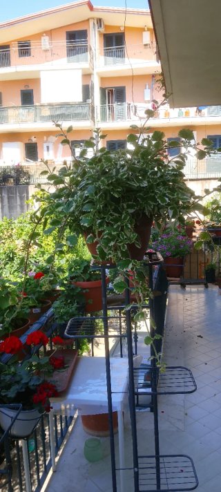 Pianta di incenso