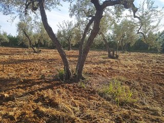 Terreno en venta en Pilas