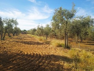 Terreno en venta en Pilas