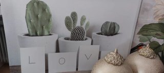 Cuadros decorativos cactus y pájaros