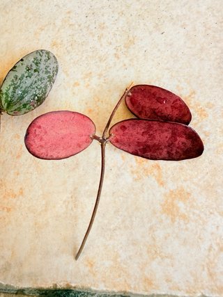 Hoya Sigillatis Silver