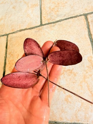 Hoya Sigillatis Silver
