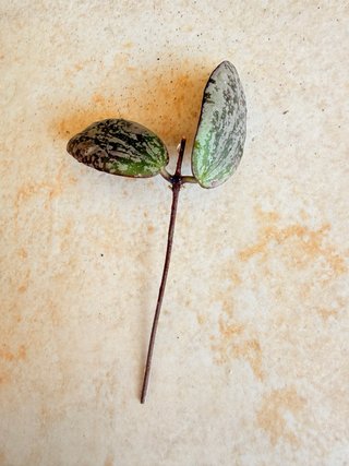 Hoya Sigillatis Silver
