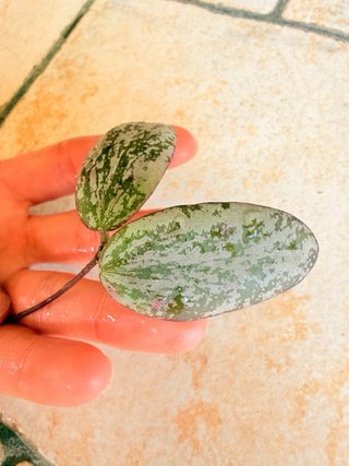 Hoya Sigillatis Silver