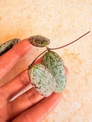 Hoya Sigillatis Silver