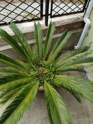 Palmera en maceta
