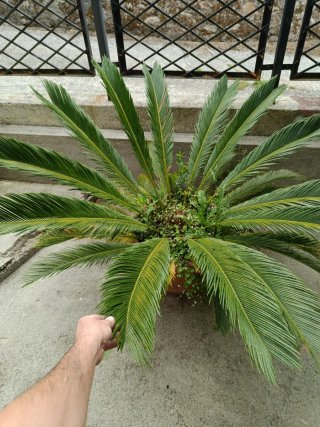Palmera en maceta