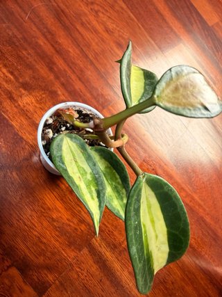 Hoya Macrophylla Pot Of Gold