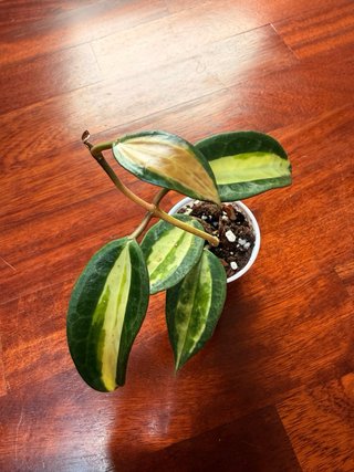 Hoya Macrophylla Pot Of Gold