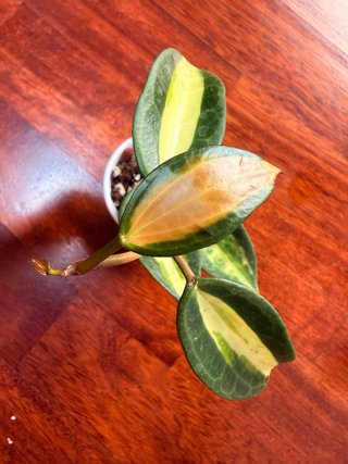 Hoya Macrophylla Pot Of Gold
