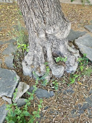 Arbol Olivo