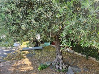Arbol Olivo